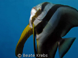 Batfish, Canon S70  by Beate Krebs 